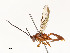  ( - CBG-A51984-H05)  @11 [ ] CreativeCommons - Attribution Share - Alike (2024) CBG Photography Group Centre for Biodiversity Genomics