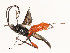  ( - CBG-A51984-H10)  @11 [ ] CreativeCommons - Attribution Share - Alike (2024) CBG Photography Group Centre for Biodiversity Genomics