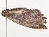  ( - CBG-A54425-A09)  @11 [ ] CreativeCommons - Attribution Share - Alike (2024) CBG Photography Group Centre for Biodiversity Genomics