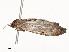  (Lascoria BioLep675 - CBG-A54425-D02)  @11 [ ] CreativeCommons - Attribution Share - Alike (2024) CBG Photography Group Centre for Biodiversity Genomics