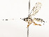  (crypMalaise01 Malaise2088 - CBG-A54425-F03)  @11 [ ] CreativeCommons - Attribution Share - Alike (2024) CBG Photography Group Centre for Biodiversity Genomics