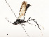  (Setanta Malaise4425 - CBG-A54425-F05)  @11 [ ] CreativeCommons - Attribution Share - Alike (2024) CBG Photography Group Centre for Biodiversity Genomics