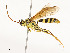  ( - CBG-A54425-F06)  @11 [ ] CreativeCommons - Attribution Share - Alike (2024) CBG Photography Group Centre for Biodiversity Genomics