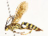  ( - CBG-A54425-F09)  @11 [ ] CreativeCommons - Attribution Share - Alike (2024) CBG Photography Group Centre for Biodiversity Genomics