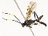  ( - CBG-A54425-G09)  @11 [ ] CreativeCommons - Attribution Share - Alike (2024) CBG Photography Group Centre for Biodiversity Genomics