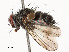  (Lixophaga Malaise5735 - CBG-A54426-C07)  @11 [ ] CreativeCommons - Attribution Share - Alike (2024) CBG Photography Group Centre for Biodiversity Genomics
