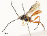  ( - CBG-A54427-E09)  @11 [ ] CreativeCommons - Attribution Share - Alike (2024) CBG Photography Group Centre for Biodiversity Genomics