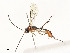  ( - CBG-A54427-F05)  @11 [ ] CreativeCommons - Attribution Share - Alike (2024) CBG Photography Group Centre for Biodiversity Genomics