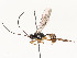 (crypMalaise01 Malaise5793 - CBG-A54427-G02)  @11 [ ] CreativeCommons - Attribution Share - Alike (2024) CBG Photography Group Centre for Biodiversity Genomics