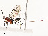  ( - CBG-A54427-G05)  @11 [ ] CreativeCommons - Attribution Share - Alike (2024) CBG Photography Group Centre for Biodiversity Genomics