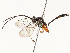  ( - CBG-A54427-G07)  @11 [ ] CreativeCommons - Attribution Share - Alike (2024) CBG Photography Group Centre for Biodiversity Genomics