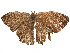  ( - CBG-A54428-E11)  @11 [ ] CreativeCommons - Attribution Share - Alike (2024) CBG Photography Group Centre for Biodiversity Genomics