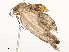  (Eupithecia Malaise9535 - CBG-A54428-G12)  @11 [ ] CreativeCommons - Attribution Share - Alike (2024) CBG Photography Group Centre for Biodiversity Genomics
