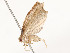  ( - CBG-A54428-H06)  @11 [ ] CreativeCommons - Attribution Share - Alike (2024) CBG Photography Group Centre for Biodiversity Genomics