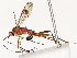  ( - CBG-A54433-A02)  @11 [ ] CreativeCommons - Attribution Share - Alike (2024) CBG Photography Group Centre for Biodiversity Genomics