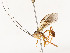  ( - CBG-A54433-A04)  @11 [ ] CreativeCommons - Attribution Share - Alike (2024) CBG Photography Group Centre for Biodiversity Genomics