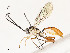  ( - CBG-A54433-A07)  @11 [ ] CreativeCommons - Attribution Share - Alike (2024) CBG Photography Group Centre for Biodiversity Genomics