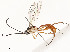  ( - CBG-A54433-B02)  @11 [ ] CreativeCommons - Attribution Share - Alike (2024) CBG Photography Group Centre for Biodiversity Genomics