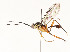  ( - CBG-A54433-B08)  @11 [ ] CreativeCommons - Attribution Share - Alike (2024) CBG Photography Group Centre for Biodiversity Genomics