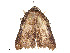  ( - CBG-A54433-G04)  @11 [ ] CreativeCommons - Attribution Share - Alike (2024) CBG Photography Group Centre for Biodiversity Genomics