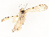  ( - CBG-A54433-H09)  @11 [ ] CreativeCommons - Attribution Share - Alike (2024) CBG Photography Group Centre for Biodiversity Genomics