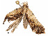  ( - CBG-A54434-C06)  @11 [ ] CreativeCommons - Attribution Share - Alike (2024) CBG Photography Group Centre for Biodiversity Genomics