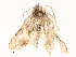  ( - CBG-A54434-D02)  @11 [ ] CreativeCommons - Attribution Share - Alike (2024) CBG Photography Group Centre for Biodiversity Genomics
