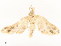  ( - CBG-A54434-E10)  @11 [ ] CreativeCommons - Attribution Share - Alike (2024) CBG Photography Group Centre for Biodiversity Genomics