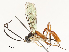  ( - CBG-A54435-E05)  @11 [ ] CreativeCommons - Attribution Share - Alike (2024) CBG Photography Group Centre for Biodiversity Genomics