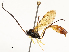  (Dusona INB-844DHJA01 - CBG-A54435-E10)  @11 [ ] CreativeCommons - Attribution Share - Alike (2024) CBG Photography Group Centre for Biodiversity Genomics