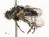 (Campylocheta Malaise1274 - CBG-A54436-B10)  @11 [ ] CreativeCommons - Attribution Share - Alike (2024) CBG Photography Group Centre for Biodiversity Genomics