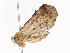  ( - CBG-A36878-H11)  @11 [ ] CreativeCommons - Attribution Share - Alike (2024) CBG Photography Group Centre for Biodiversity Genomics