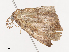  ( - CBG-A36880-A06)  @11 [ ] CreativeCommons - Attribution Share - Alike (2024) CBG Photography Group Centre for Biodiversity Genomics