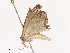  ( - CBG-A36880-C12)  @11 [ ] CreativeCommons - Attribution Share - Alike (2024) CBG Photography Group Centre for Biodiversity Genomics
