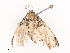  ( - CBG-A36880-D10)  @11 [ ] CreativeCommons - Attribution Share - Alike (2024) CBG Photography Group Centre for Biodiversity Genomics