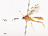  ( - CBG-A36880-F06)  @11 [ ] CreativeCommons - Attribution Share - Alike (2024) CBG Photography Group Centre for Biodiversity Genomics