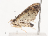  ( - CBG-A36880-H03)  @11 [ ] CreativeCommons - Attribution Share - Alike (2024) CBG Photography Group Centre for Biodiversity Genomics