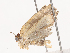  ( - CBG-A36880-H10)  @11 [ ] CreativeCommons - Attribution Share - Alike (2024) CBG Photography Group Centre for Biodiversity Genomics