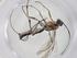  (Meniscomorpha Malaise0035 - CBG-A37091-A04)  @11 [ ] CreativeCommons - Attribution Share - Alike (2024) Centre for Biodiversity Genomics Centre for Biodiversity Genomics