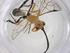  (ctenoMalaise01 Malaise2828 - CBG-A37099-A07)  @11 [ ] CreativeCommons - Attribution Share - Alike (2024) Centre for Biodiversity Genomics Centre for Biodiversity Genomics