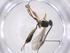  (Enytus ENY-44 - CBG-A37105-G05)  @11 [ ] CreativeCommons - Attribution Share - Alike (2024) Centre for Biodiversity Genomics Centre for Biodiversity Genomics
