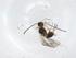  (Heterospilus malaise7733 - CBG-A37299-G12)  @11 [ ] CreativeCommons - Attribution Share - Alike (2024) Centre for Biodiversity Genomics Centre for Biodiversity Genomics