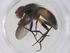  (tachWood421 Malaise2689 - CBG-A38121-A11)  @11 [ ] CreativeCommons - Attribution Share - Alike (2024) Centre for Biodiversity Genomics Centre for Biodiversity Genomics