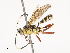  ( - CBG-A38529-B08)  @11 [ ] CreativeCommons - Attribution Share - Alike (2024) CBG Photography Group Centre for Biodiversity Genomics