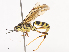  ( - CBG-A38529-B11)  @11 [ ] CreativeCommons - Attribution Share - Alike (2024) CBG Photography Group Centre for Biodiversity Genomics
