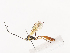  ( - CBG-A38529-G04)  @11 [ ] CreativeCommons - Attribution Share - Alike (2024) CBG Photography Group Centre for Biodiversity Genomics