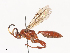  ( - CBG-A38529-H07)  @11 [ ] CreativeCommons - Attribution Share - Alike (2024) CBG Photography Group Centre for Biodiversity Genomics