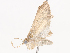  ( - CBG-A38531-B03)  @11 [ ] CreativeCommons - Attribution Share - Alike (2024) CBG Photography Group Centre for Biodiversity Genomics