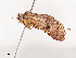  ( - CBG-A38531-C09)  @11 [ ] CreativeCommons - Attribution Share - Alike (2024) CBG Photography Group Centre for Biodiversity Genomics