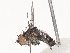 (Calolydella Malaise8449 - CBG-A38532-G01)  @11 [ ] CreativeCommons - Attribution Share - Alike (2024) CBG Photography Group Centre for Biodiversity Genomics